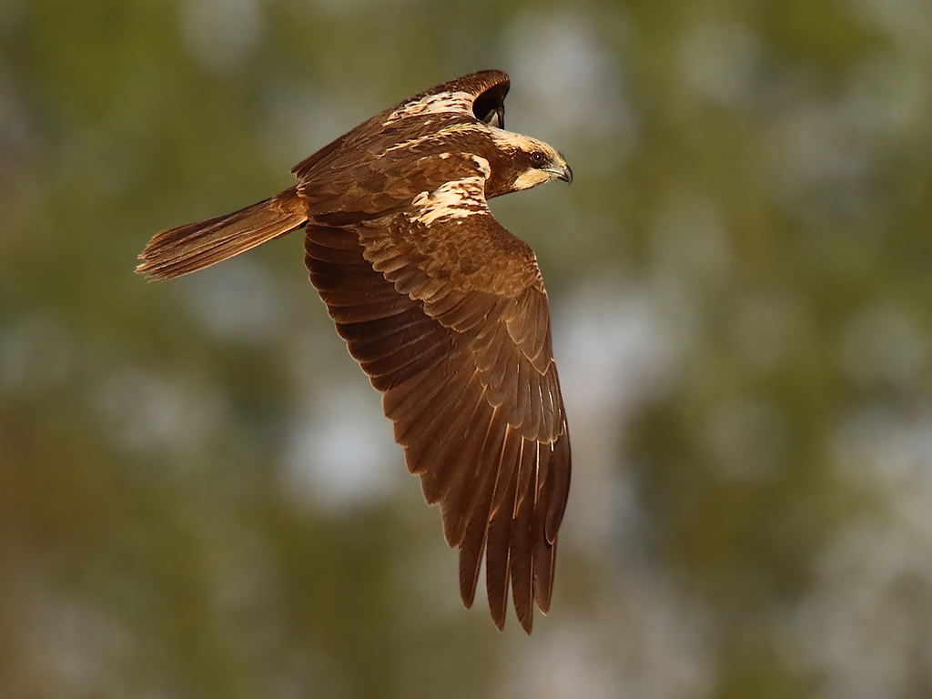 Falco di palude (Circus aeruginosus)